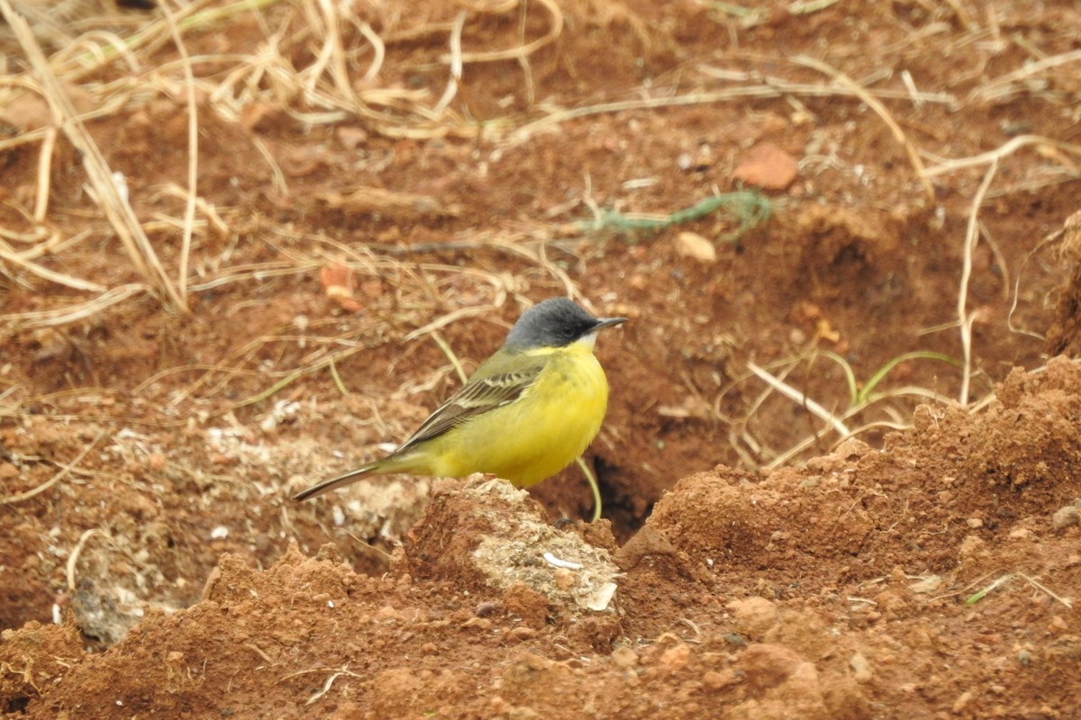 Eastern Yellow Wagtail (Manchurian) - Zhanyi Lin