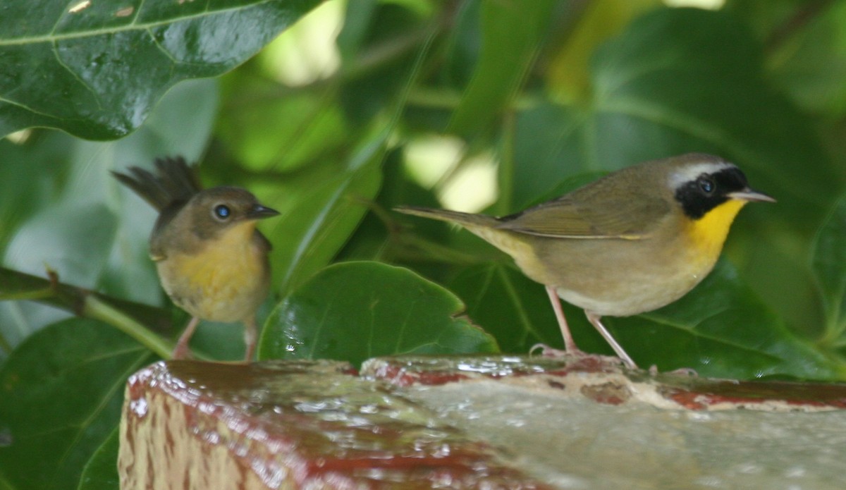 Common Yellowthroat - ML618424878