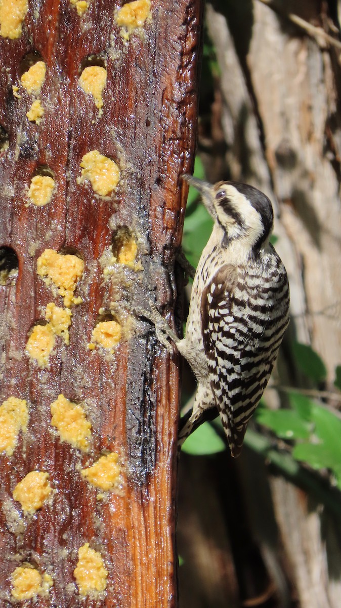 Ladder-backed Woodpecker - ML618424895