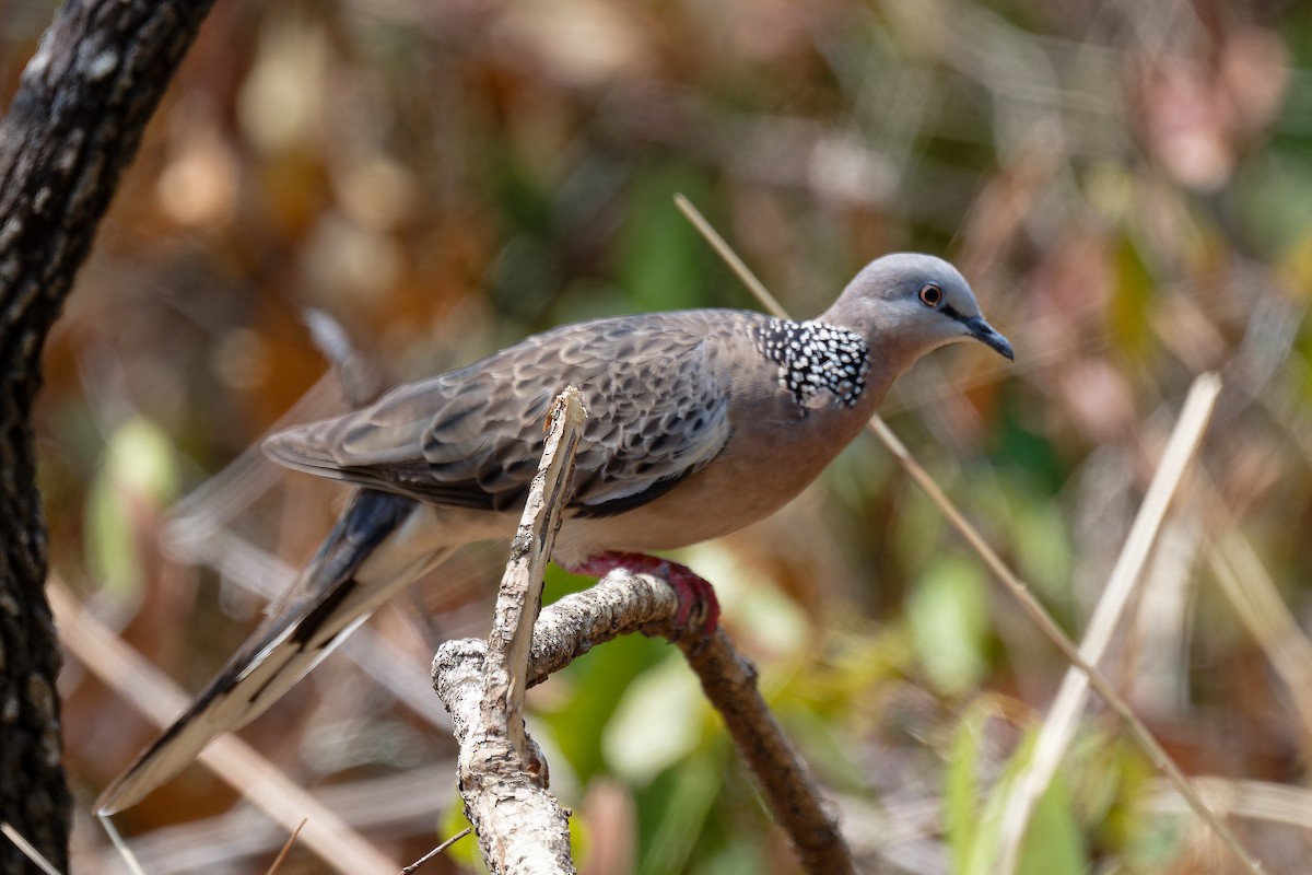Spotted Dove - ML618424908
