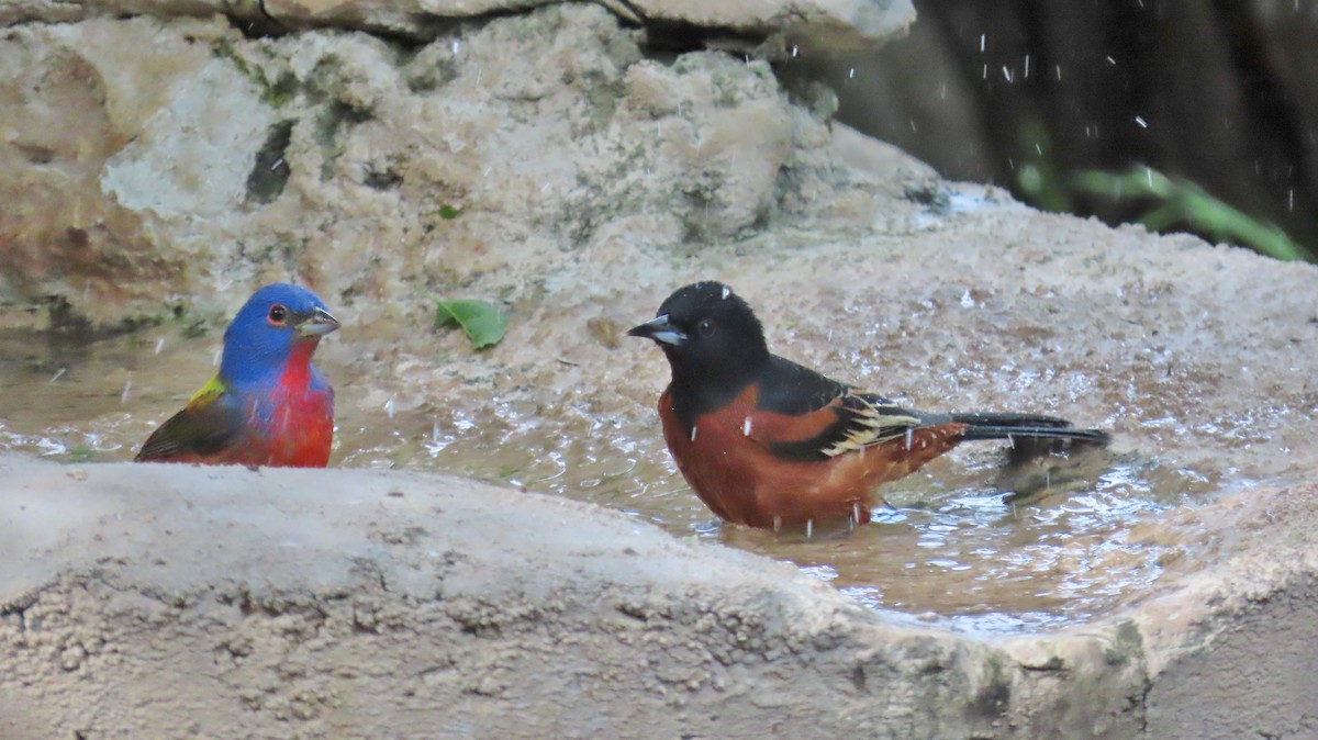 Painted Bunting - Merri R