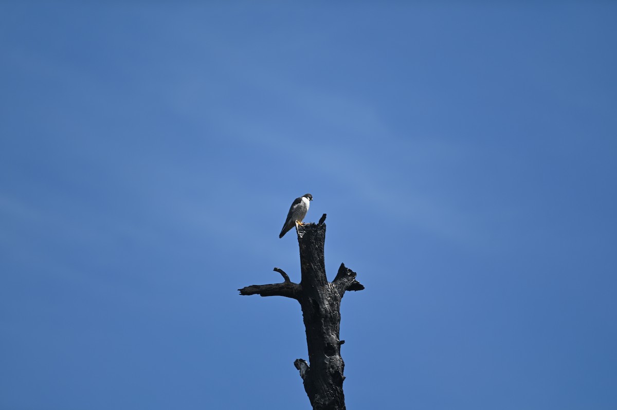 Peregrine Falcon - ML618424958