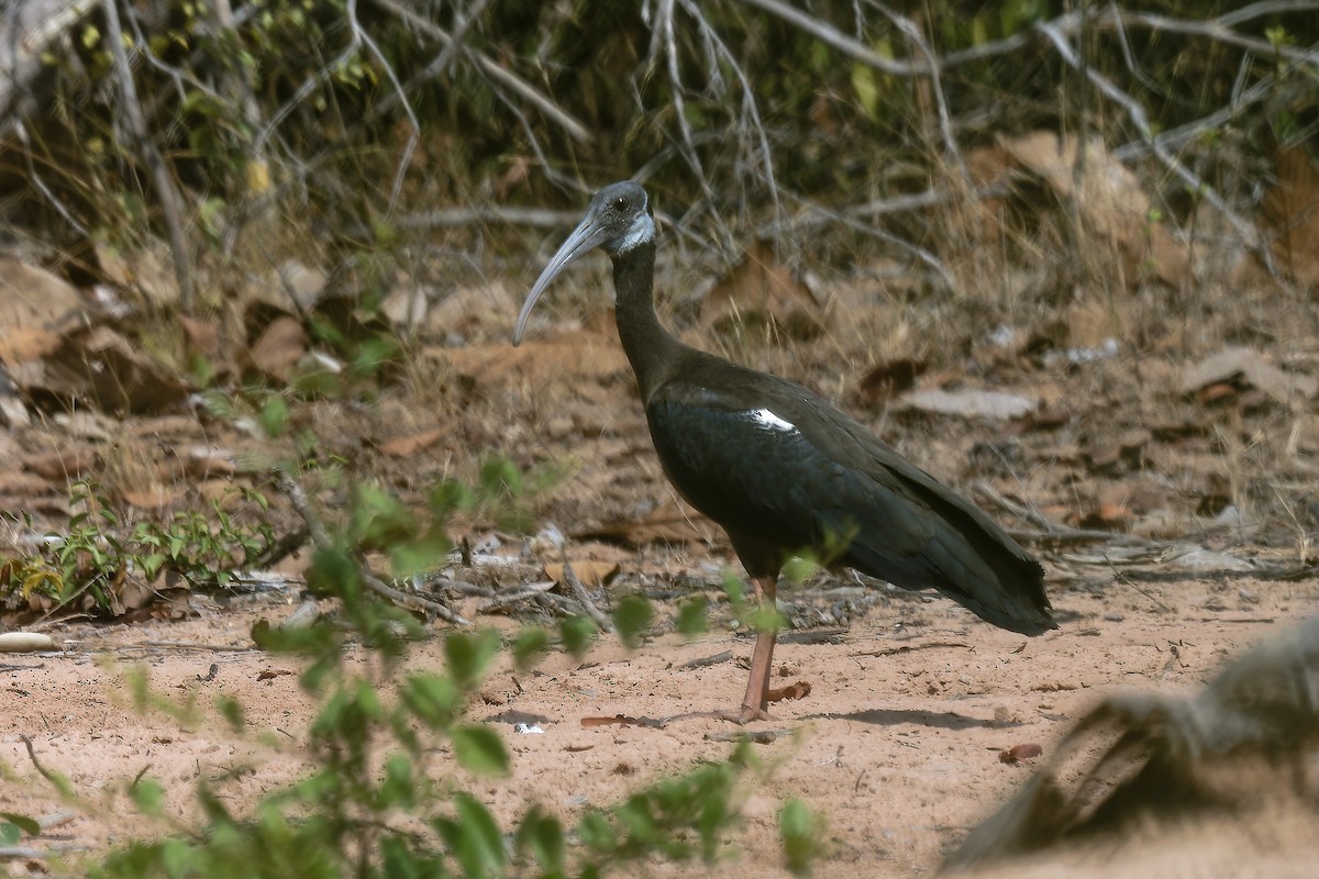 ibis běloramenný - ML618424960