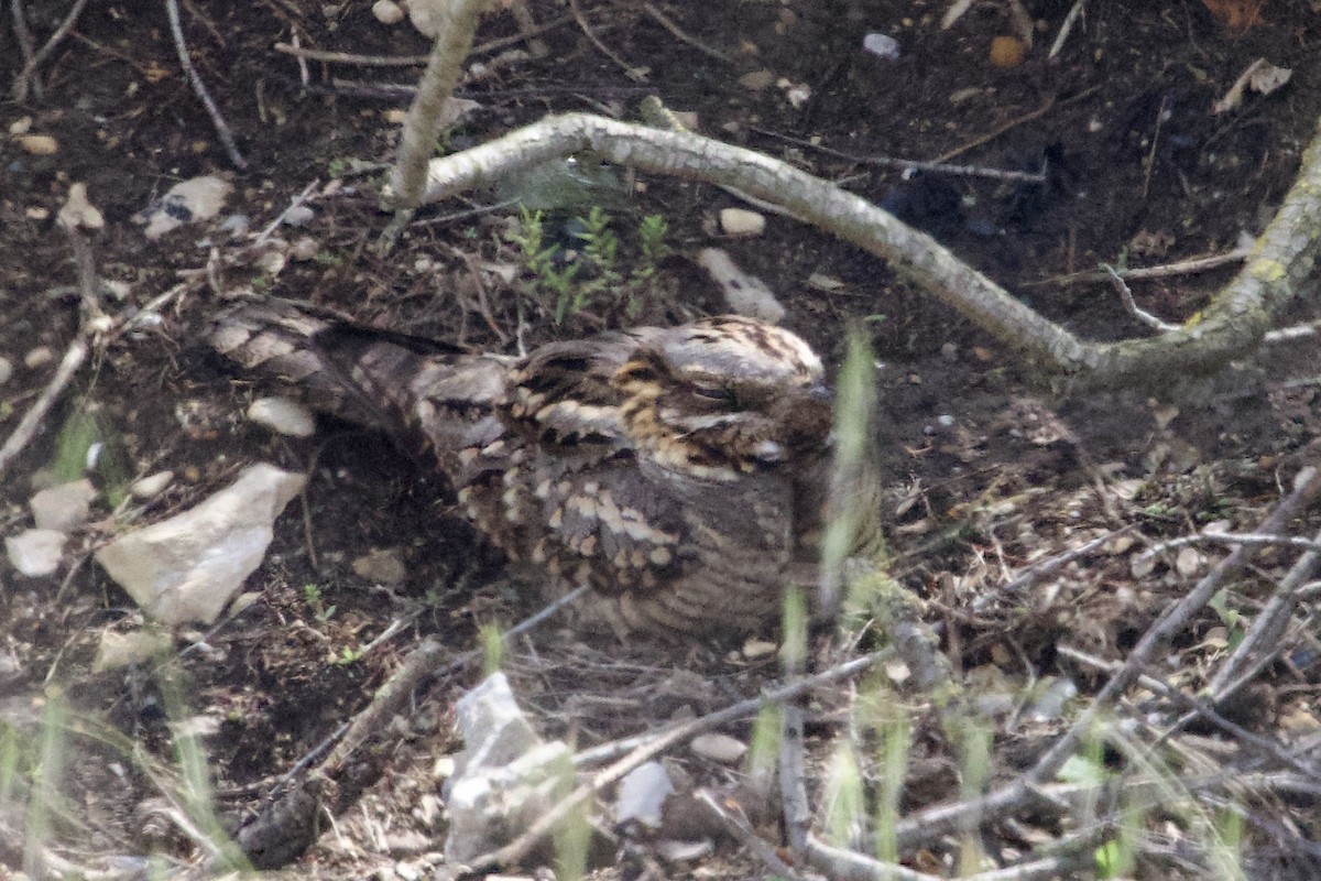 Red-necked Nightjar - Sylvain Deville