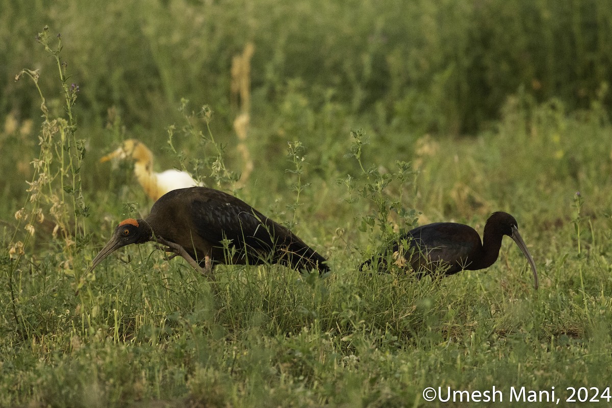 Red-naped Ibis - Umesh Mani