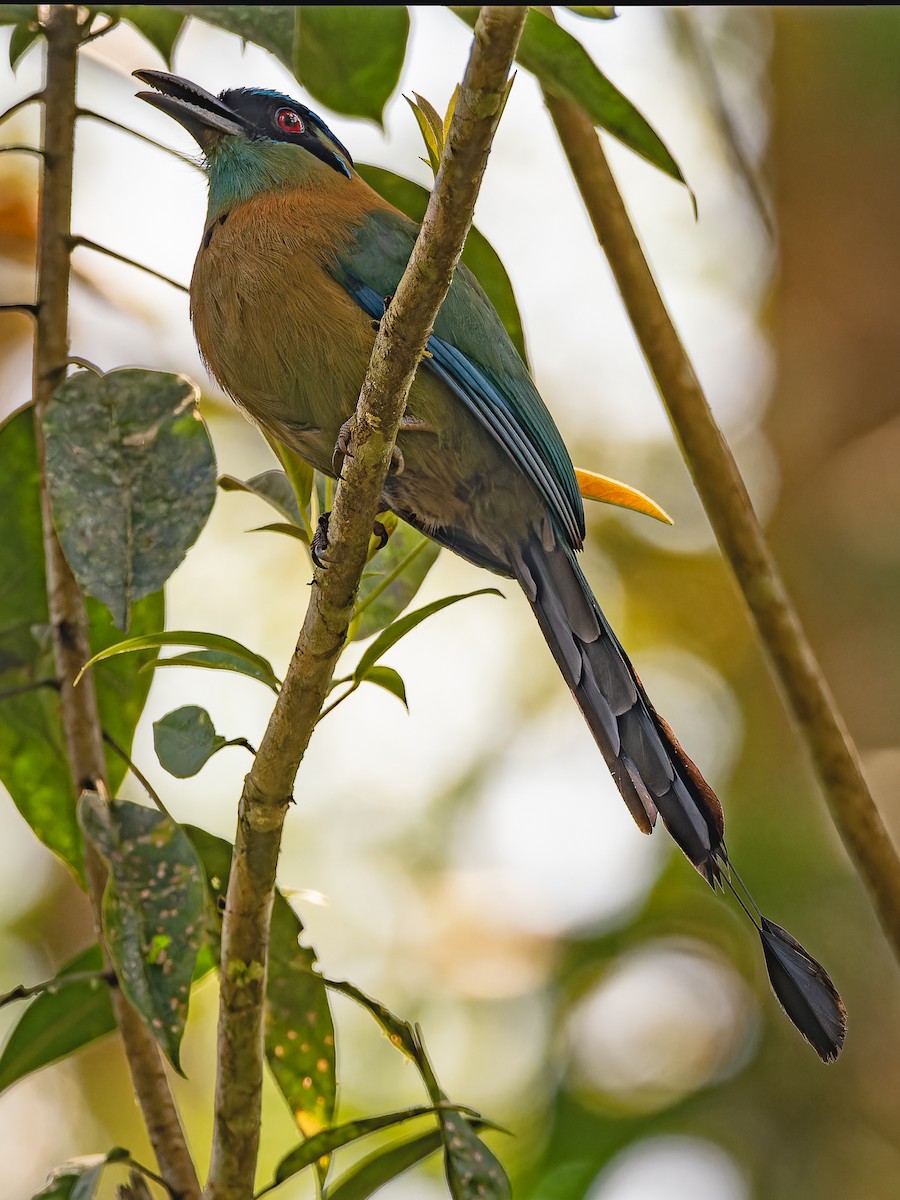 Lesson's Motmot - Deborah Berlyne