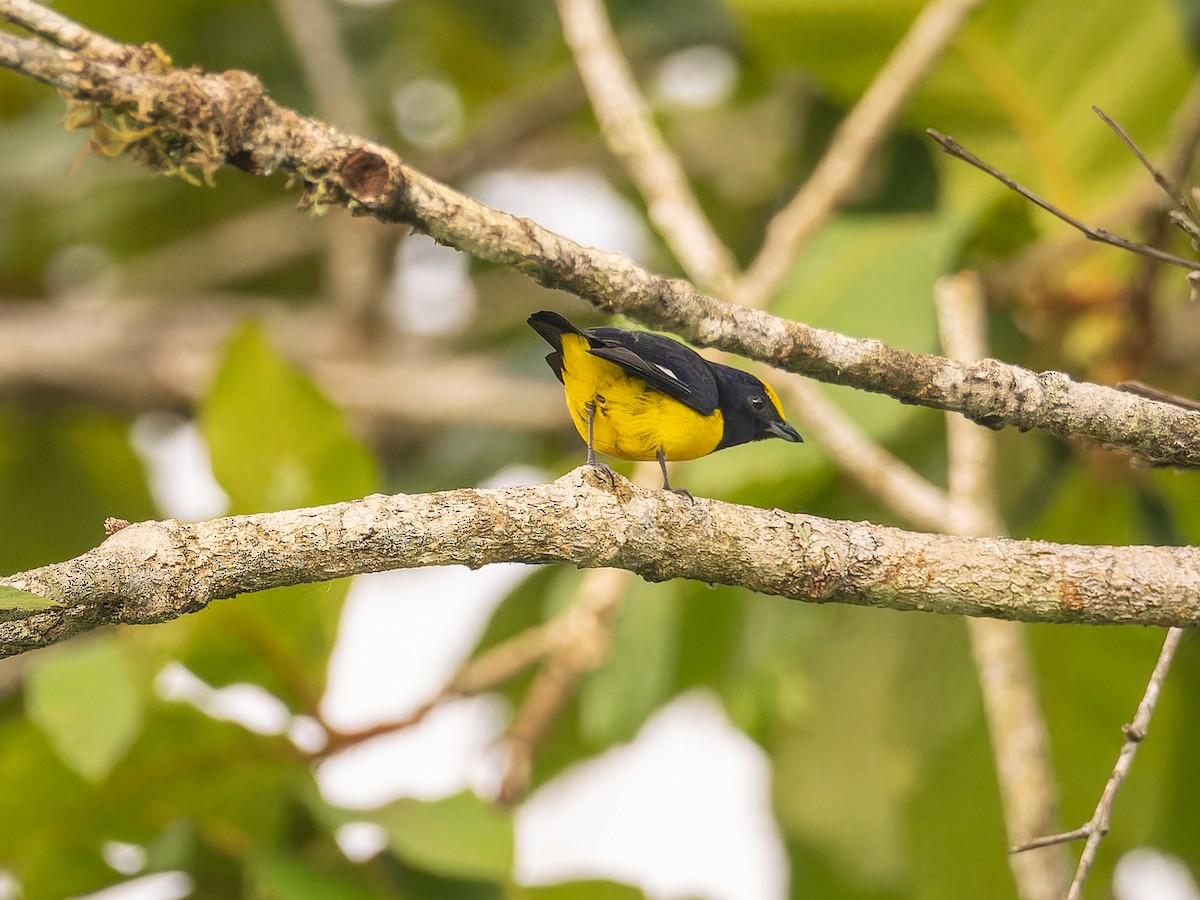 Spot-crowned Euphonia - ML618425124