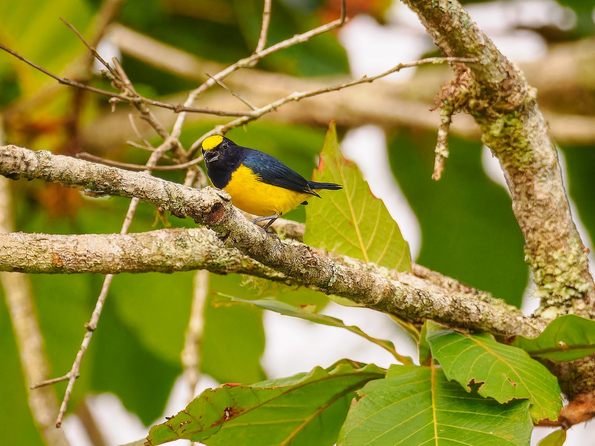 Spot-crowned Euphonia - Deborah Berlyne