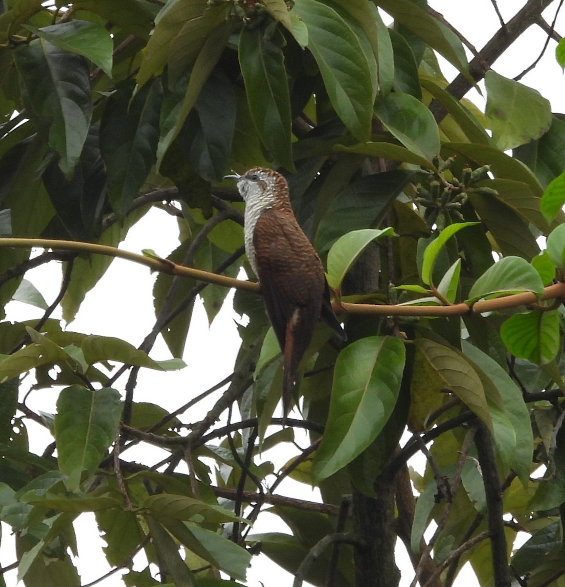 Banded Bay Cuckoo - ML618425139