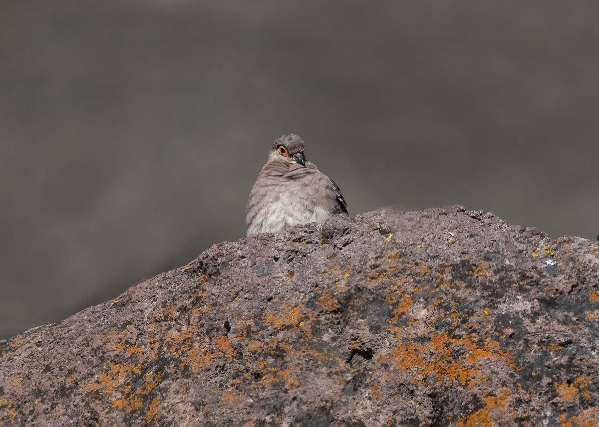 Bare-faced Ground Dove - ML618425204