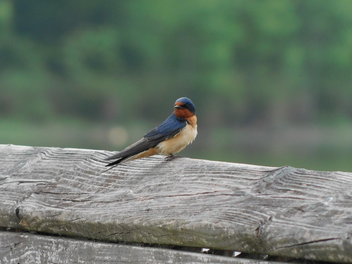Barn Swallow - ML618425209
