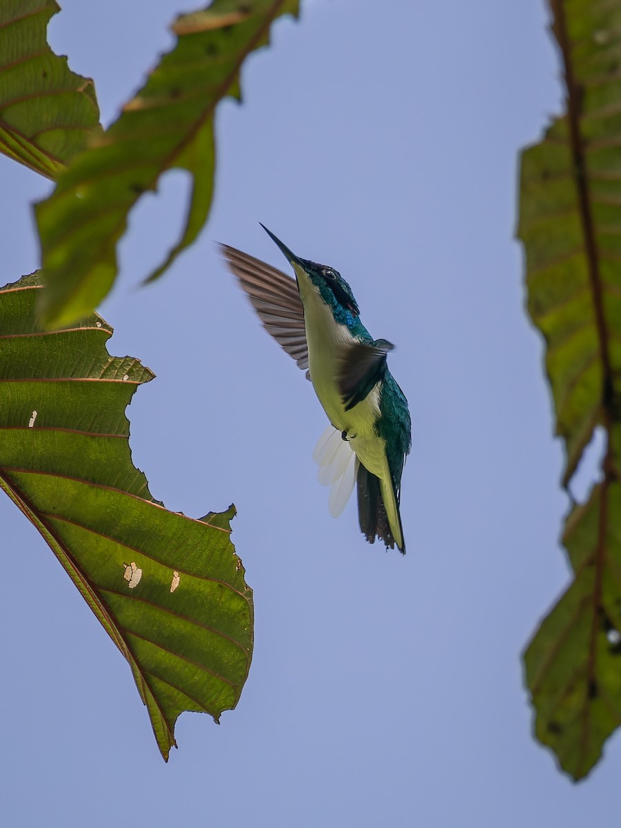 Purple-crowned Fairy - Deborah Berlyne