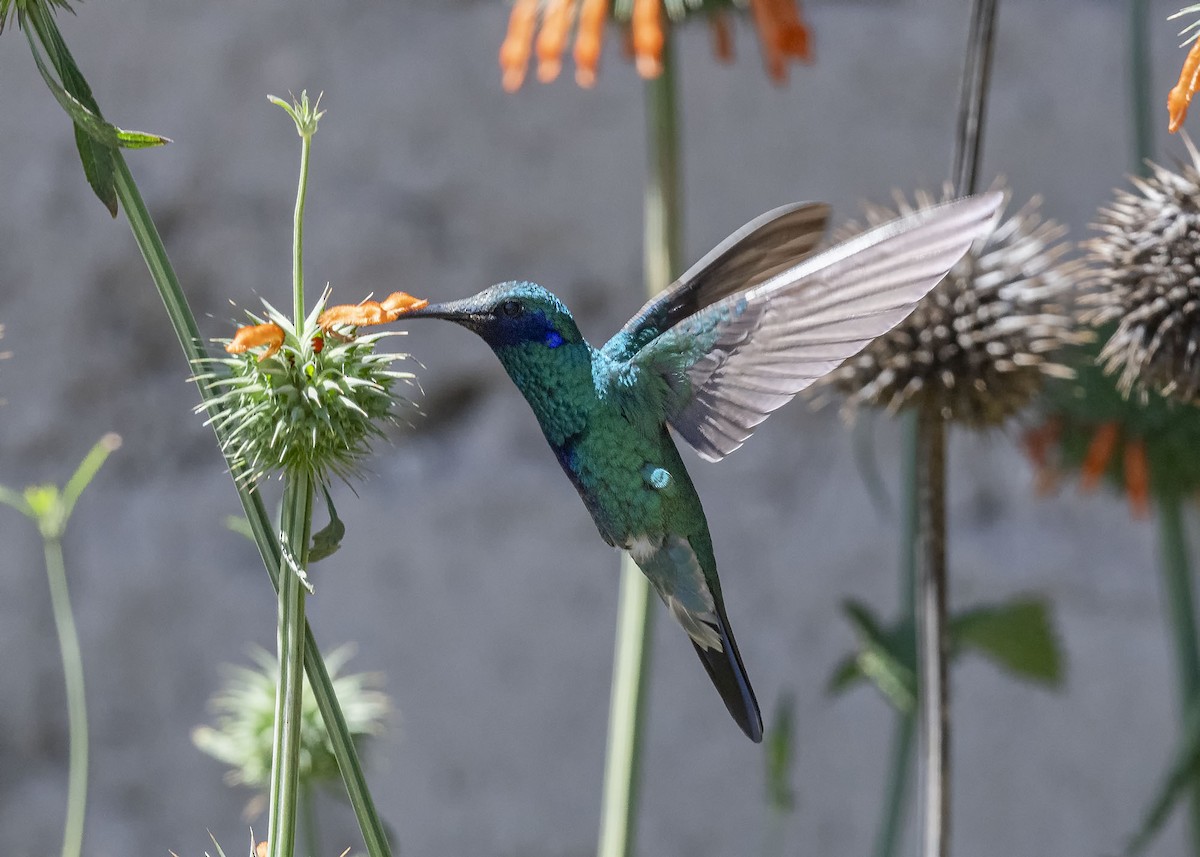 Sparkling Violetear - VERONICA ARAYA GARCIA