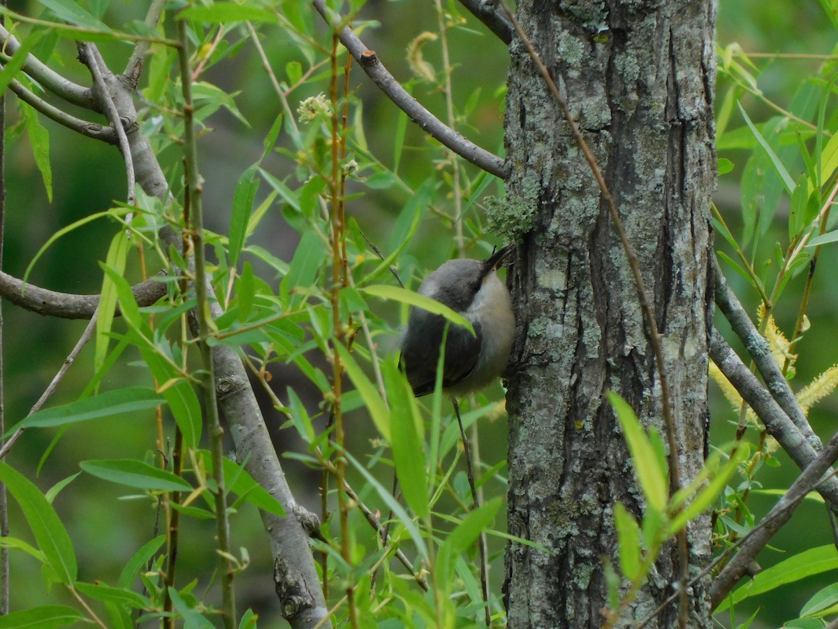 Brown-headed Nuthatch - ML618425221