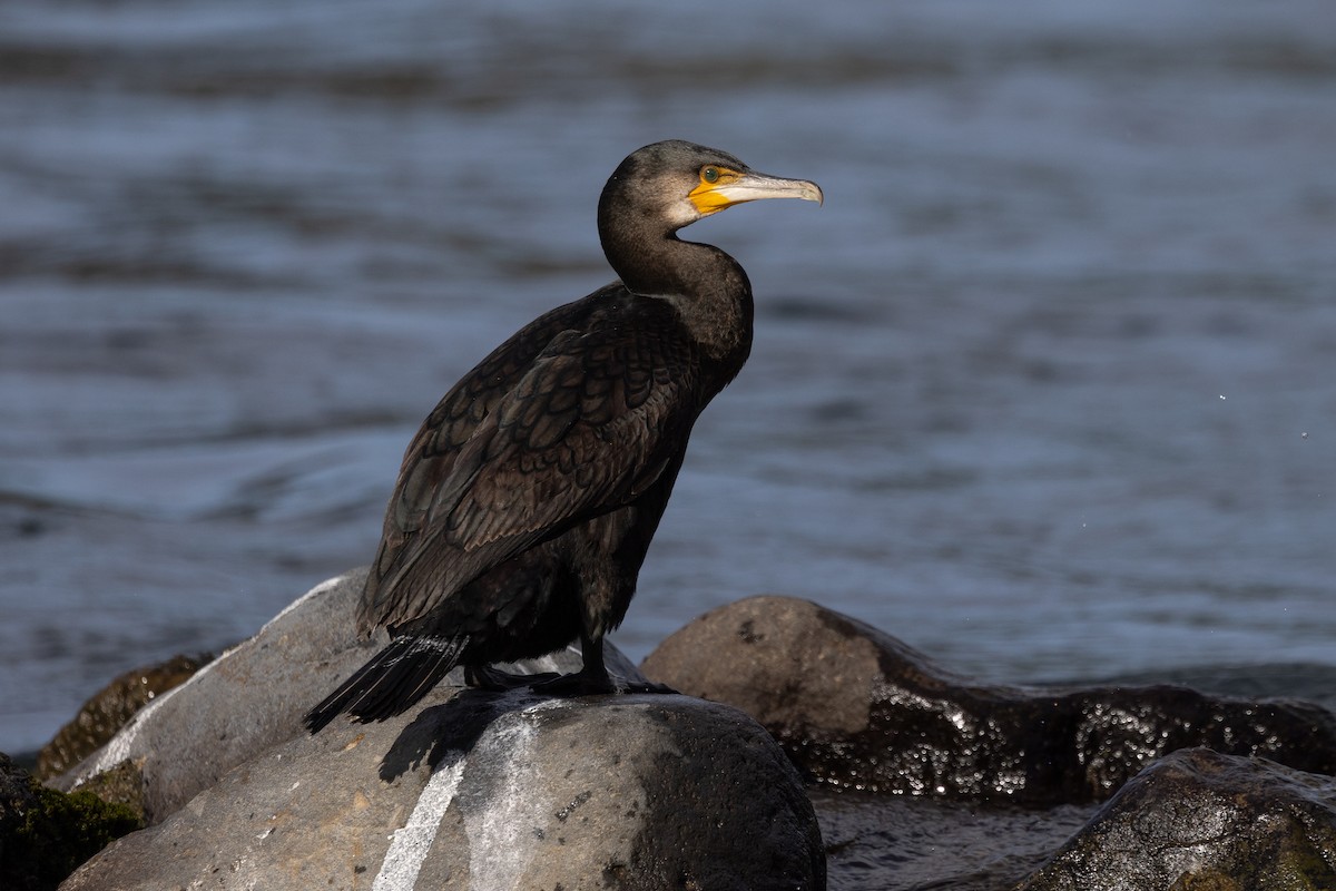 Great Cormorant - Dave Howes