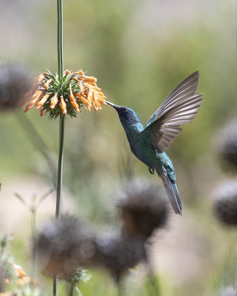 Glanz-Veilchenohrkolibri - ML618425225