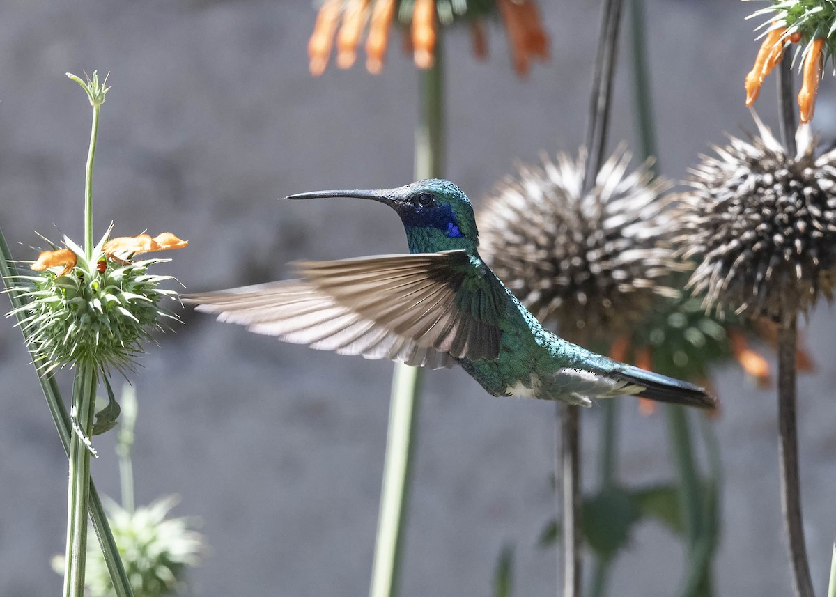 kolibřík modrolící - ML618425226