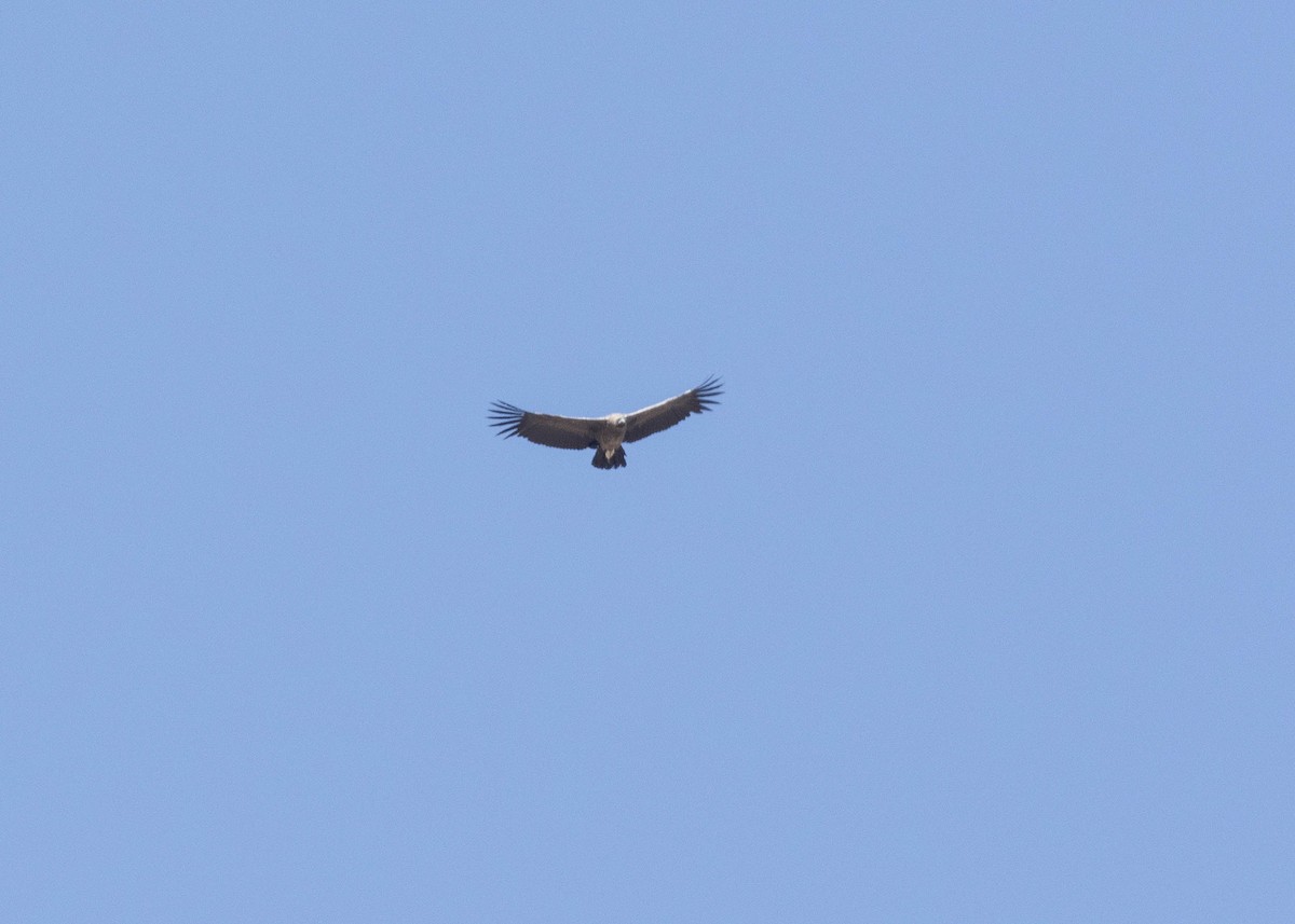 Andean Condor - VERONICA ARAYA GARCIA