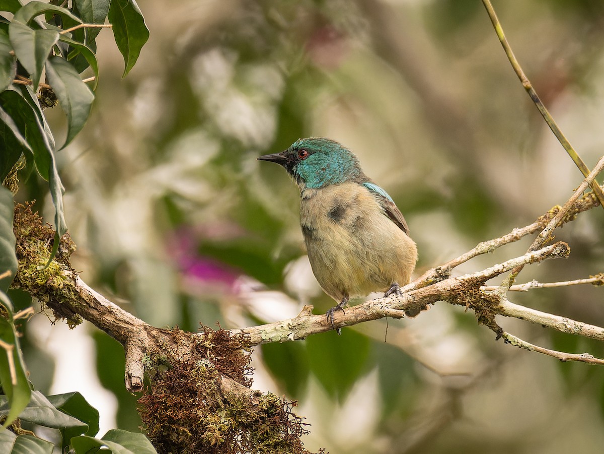 Scarlet-thighed Dacnis - Deborah Berlyne