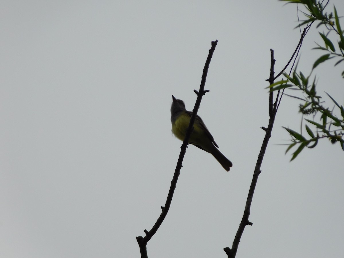 Great Crested Flycatcher - Julian Monsalve