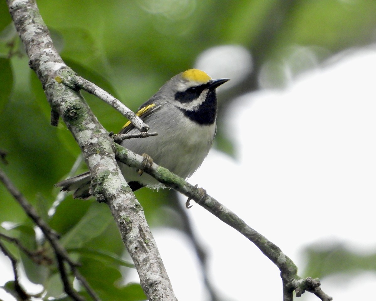 Golden-winged Warbler - ML618425308