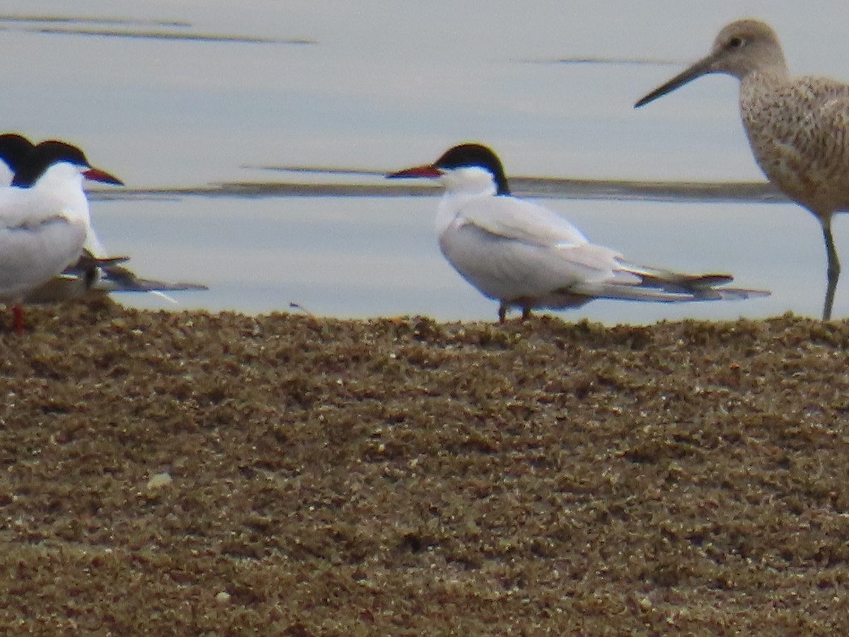 Common Tern - ML618425345