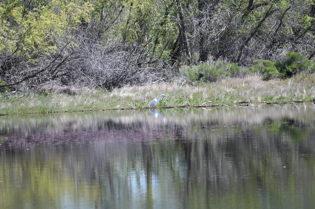 Great Egret - ML618425381