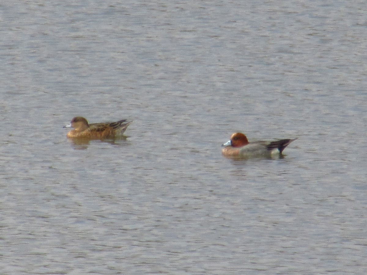 Eurasian Wigeon - ML618425384