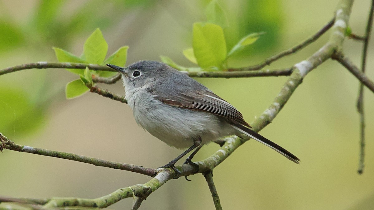 Blue-gray Gnatcatcher - Gregory Gough 🦚