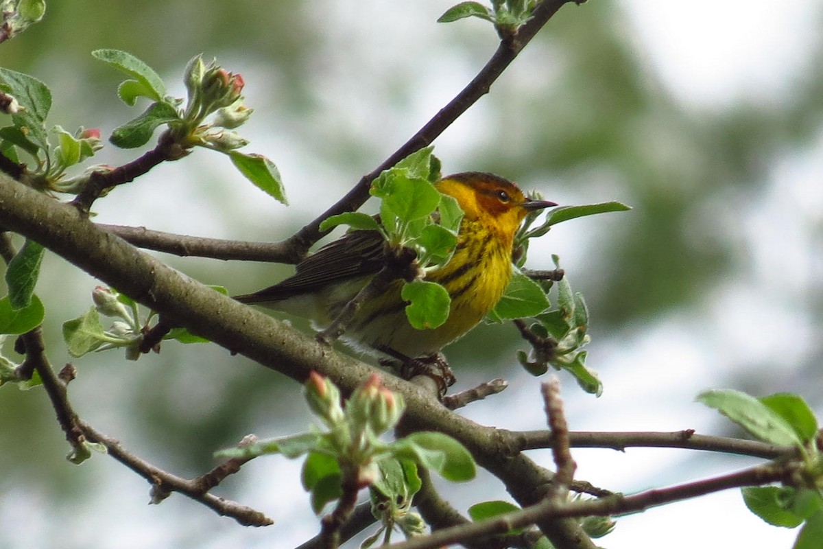 Cape May Warbler - ML618425427