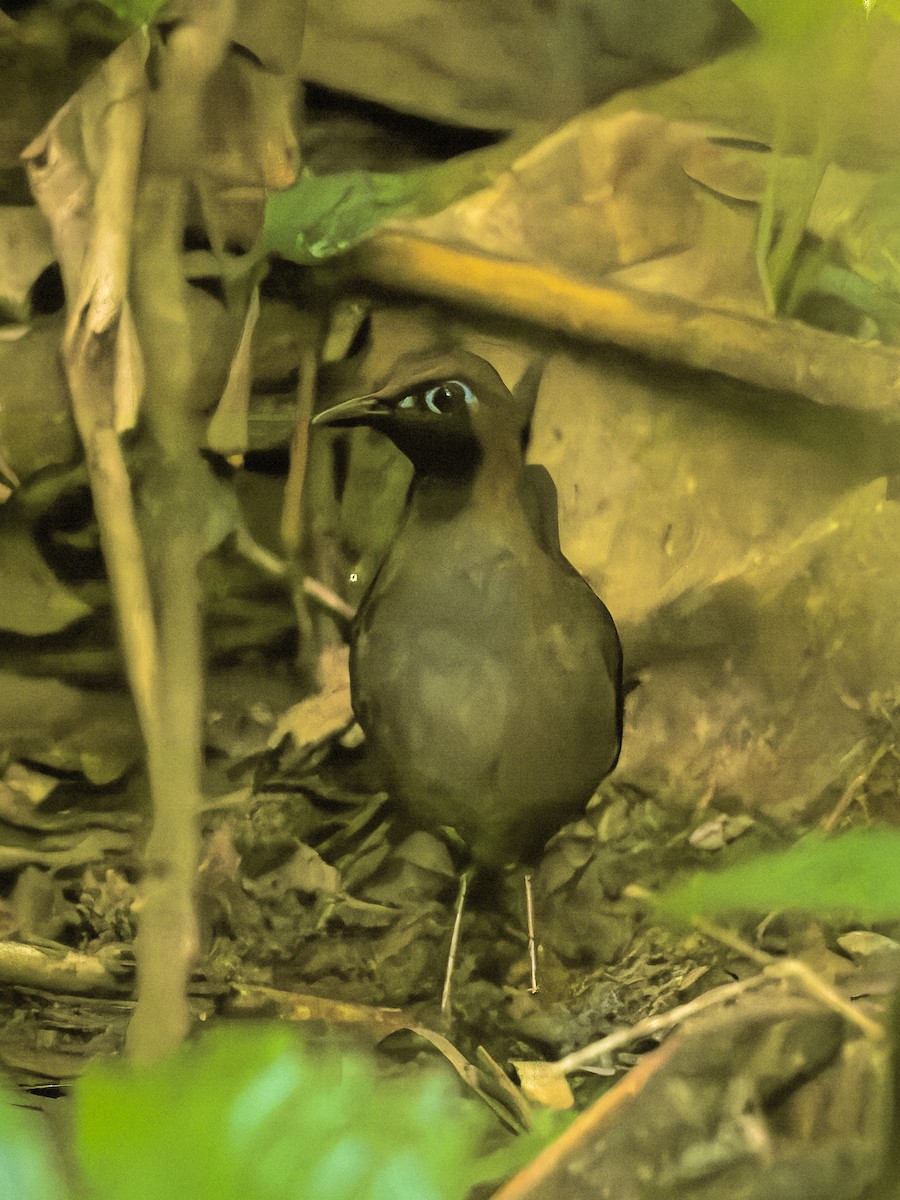 Black-faced Antthrush - ML618425433