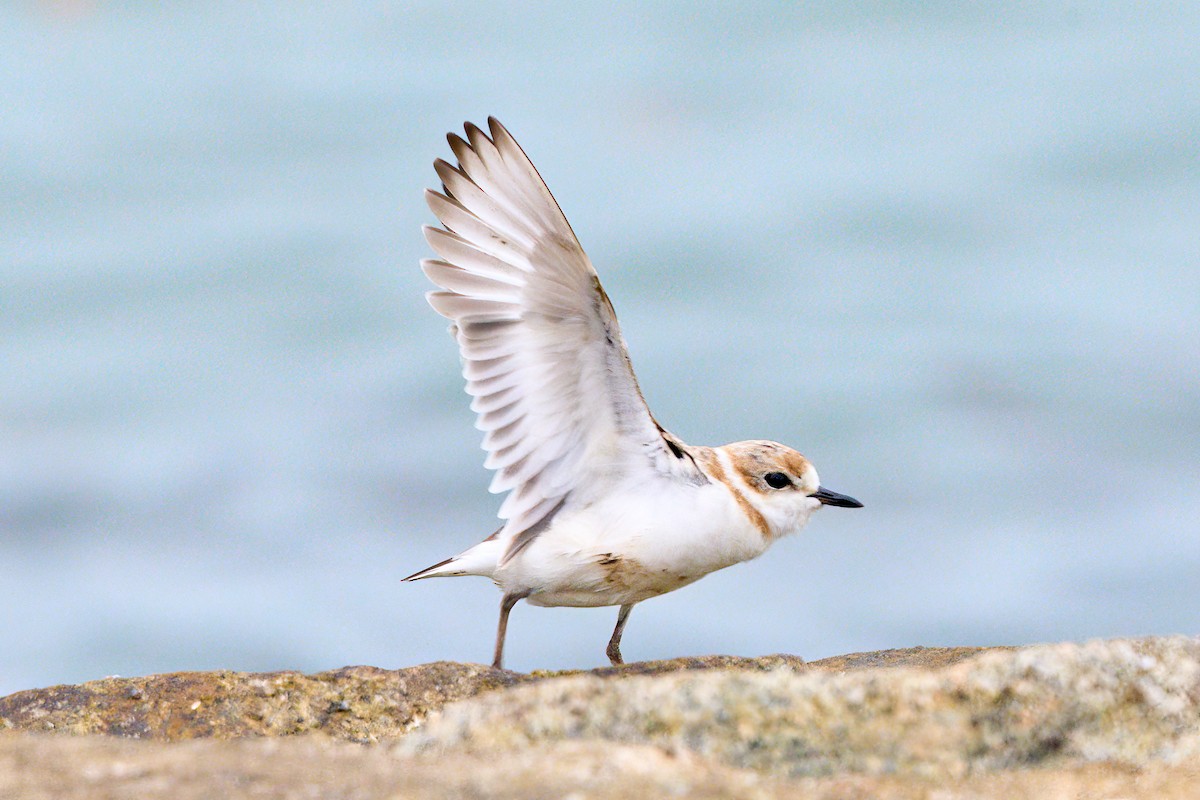 Malaysian Plover - Yuh Woei Chong