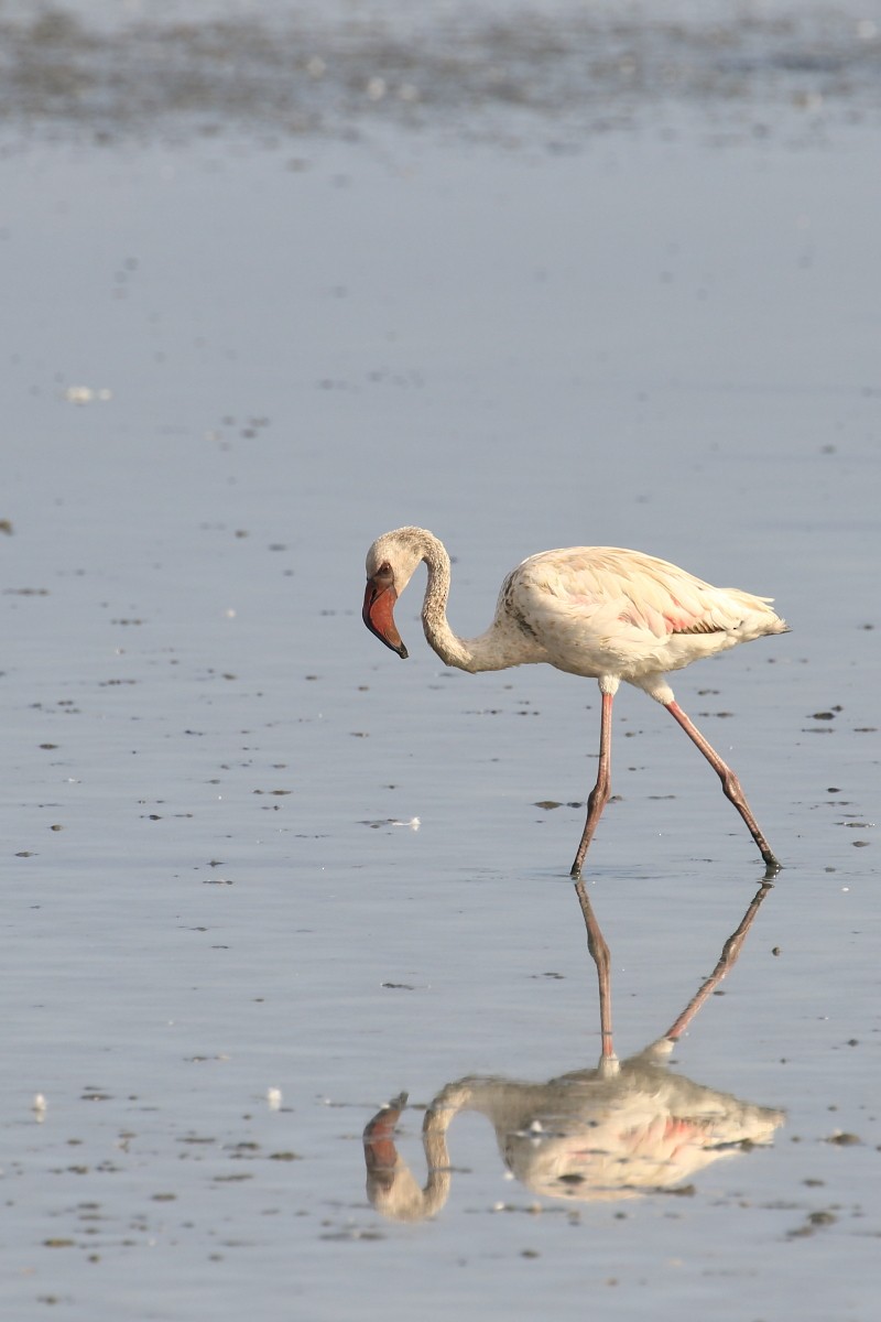 Lesser Flamingo - ML618425463