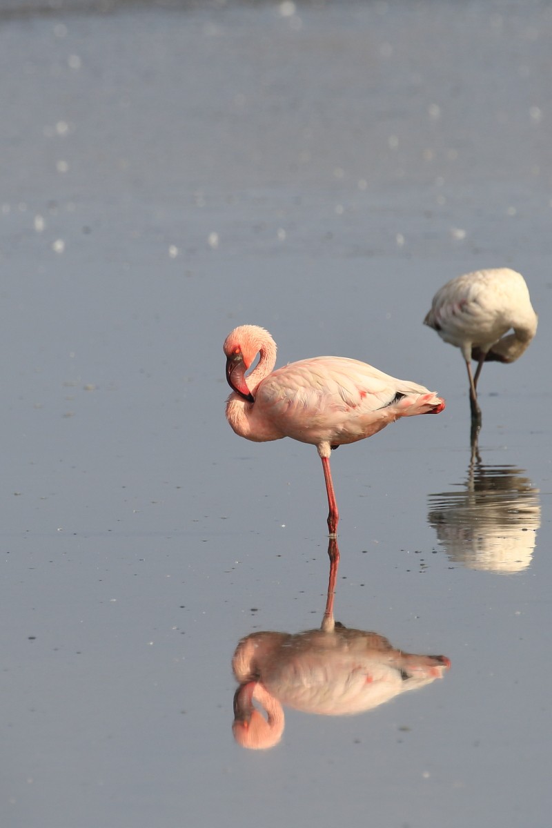 Lesser Flamingo - ML618425464