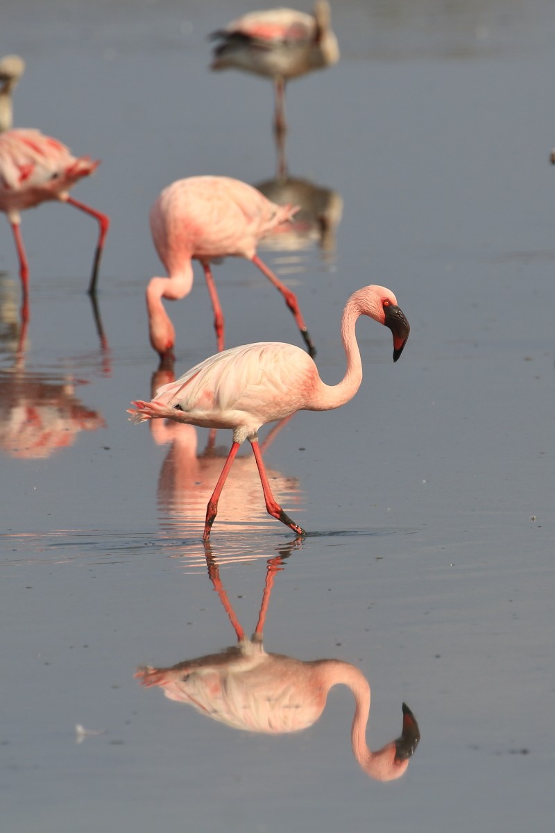 Lesser Flamingo - ML618425466