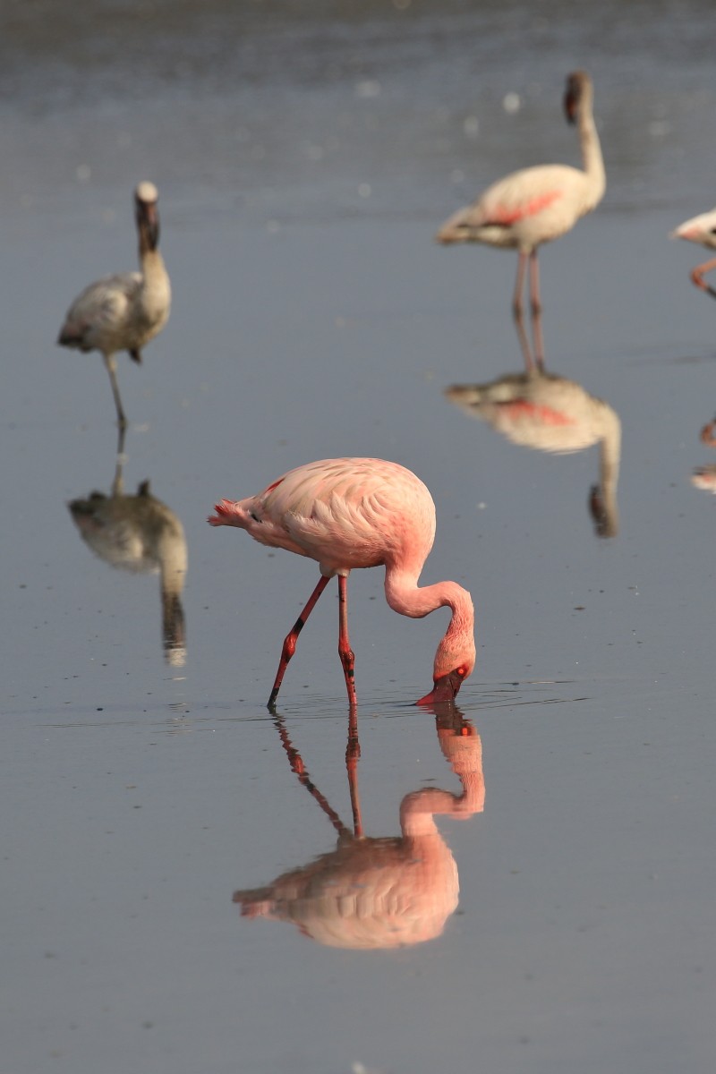 Lesser Flamingo - ML618425467