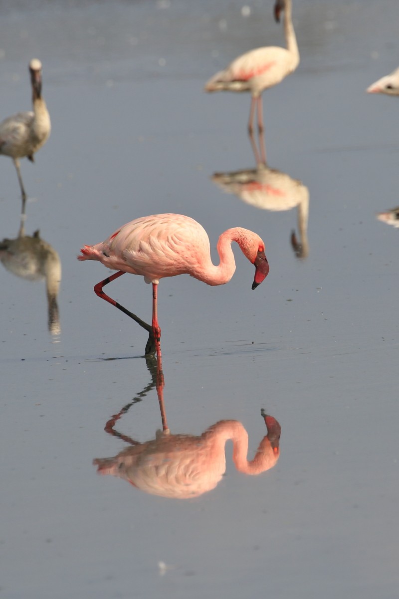 Lesser Flamingo - ML618425469