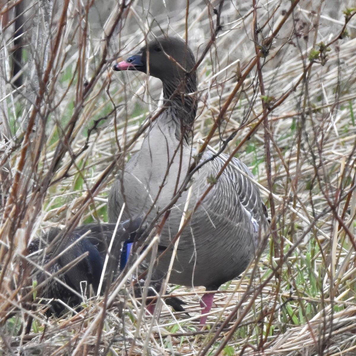 Pink-footed Goose - ML618425487