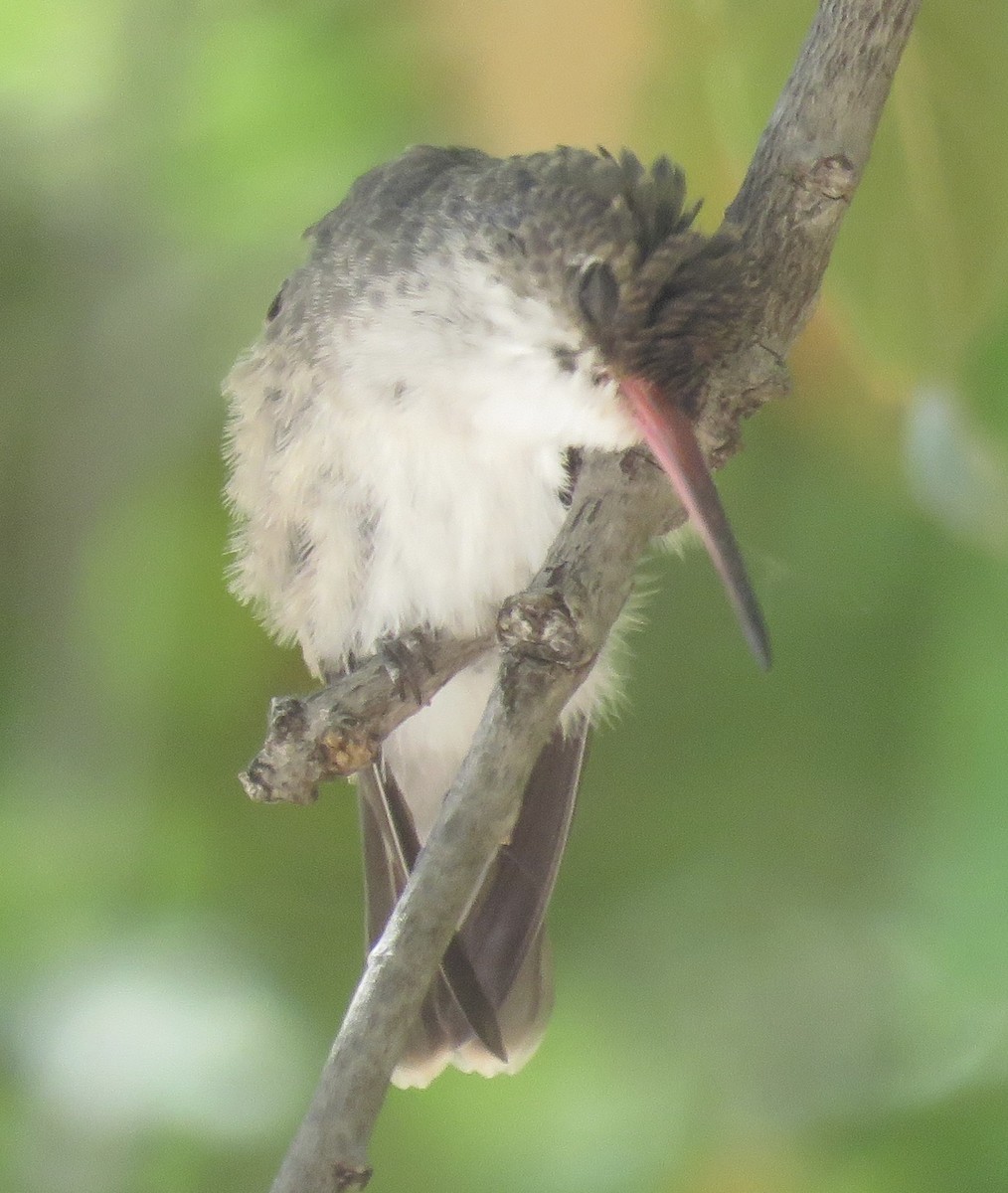 Violet-crowned Hummingbird - ML618425498