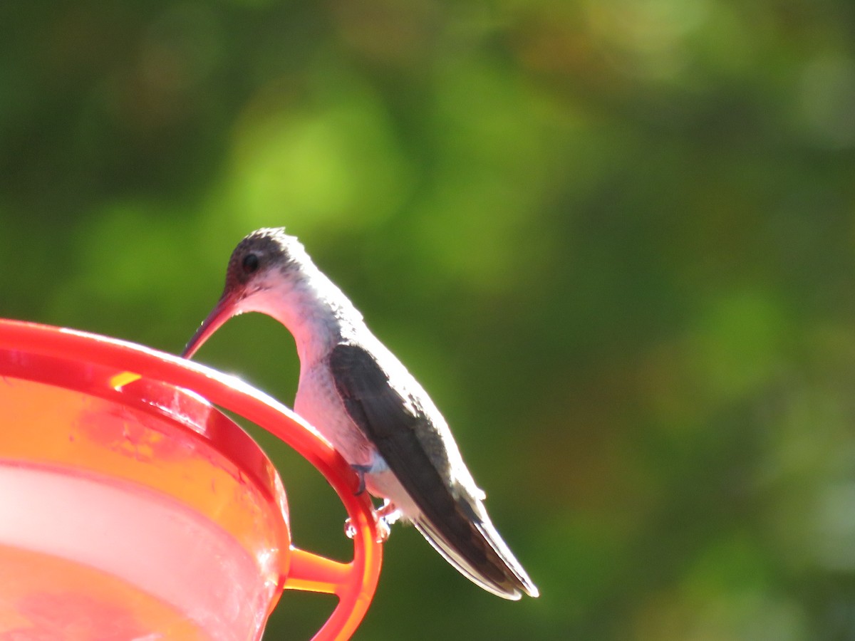 Violet-crowned Hummingbird - ML618425500
