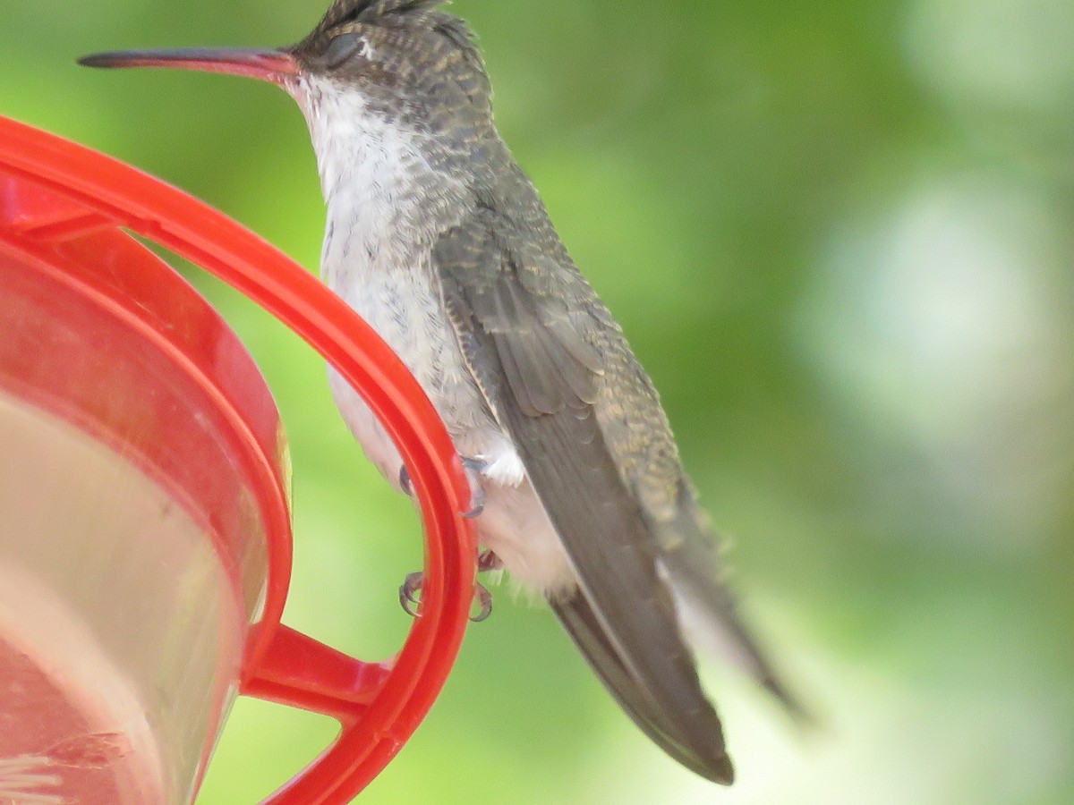 kolibřík fialovokorunkatý - ML618425503