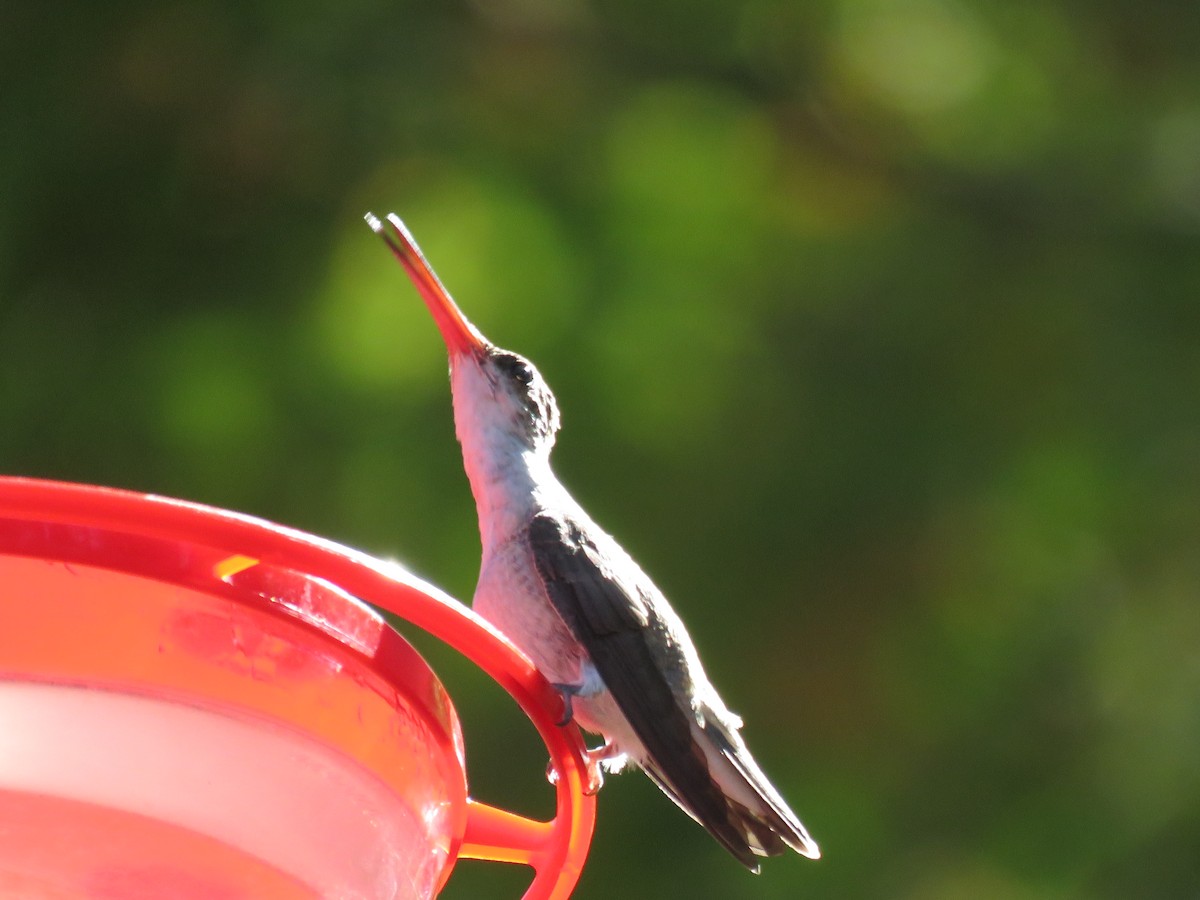 kolibřík fialovokorunkatý - ML618425504