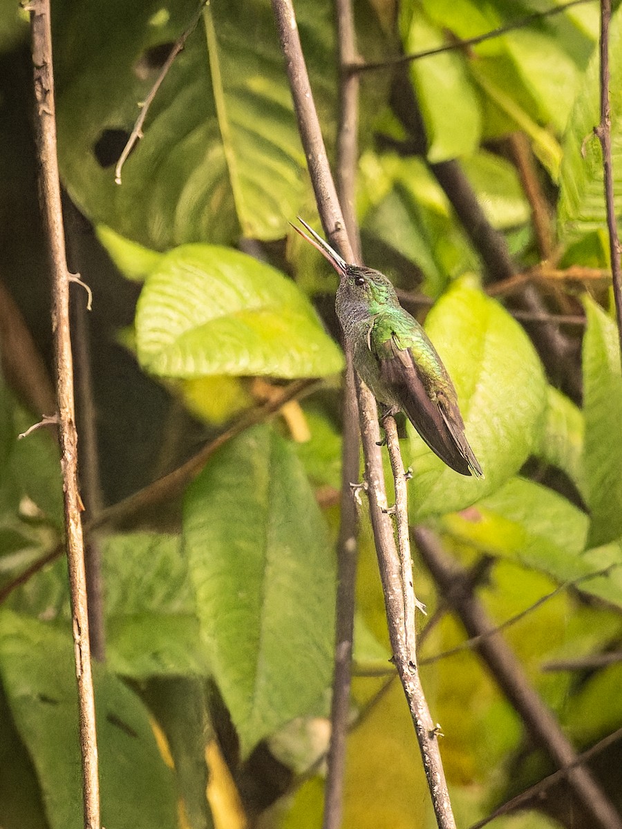 kolibřík skvrnitoprsý - ML618425522