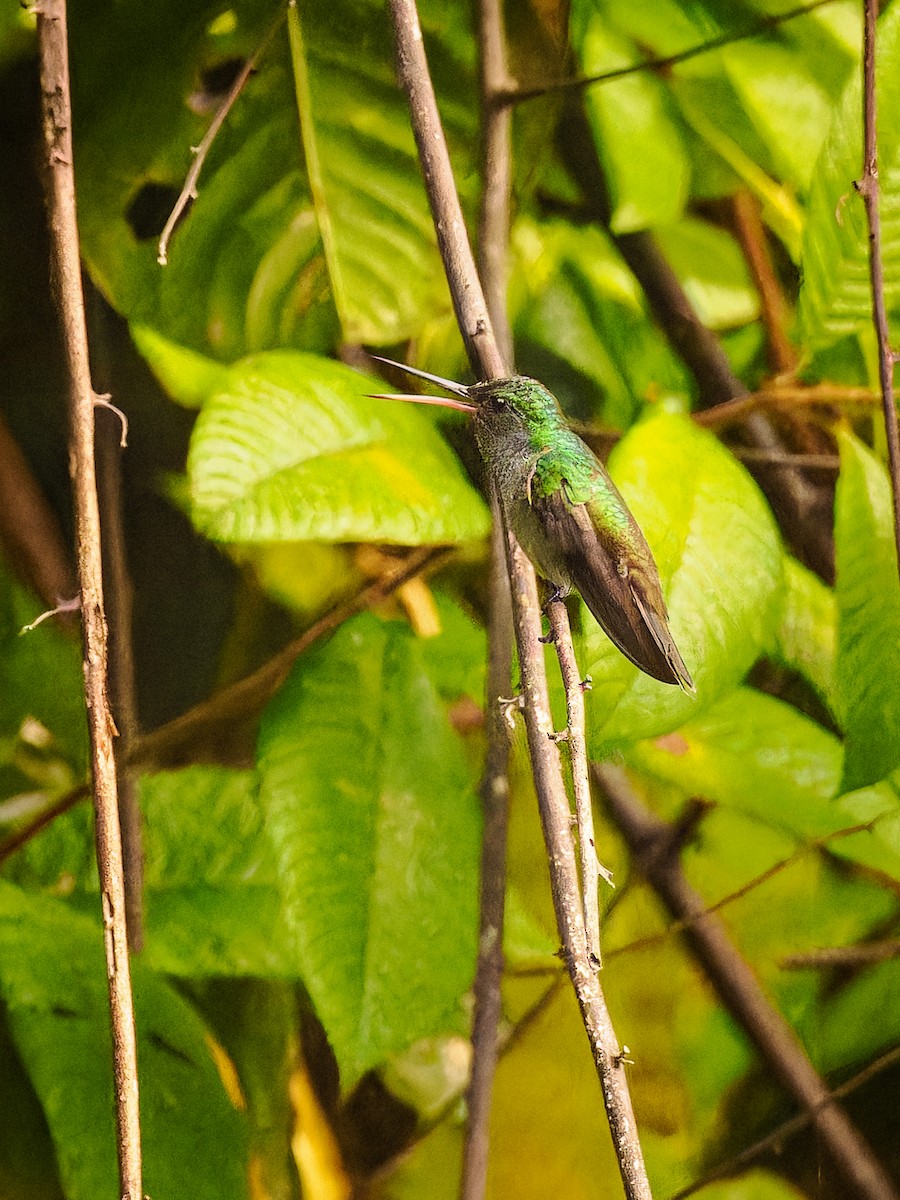 kolibřík skvrnitoprsý - ML618425524