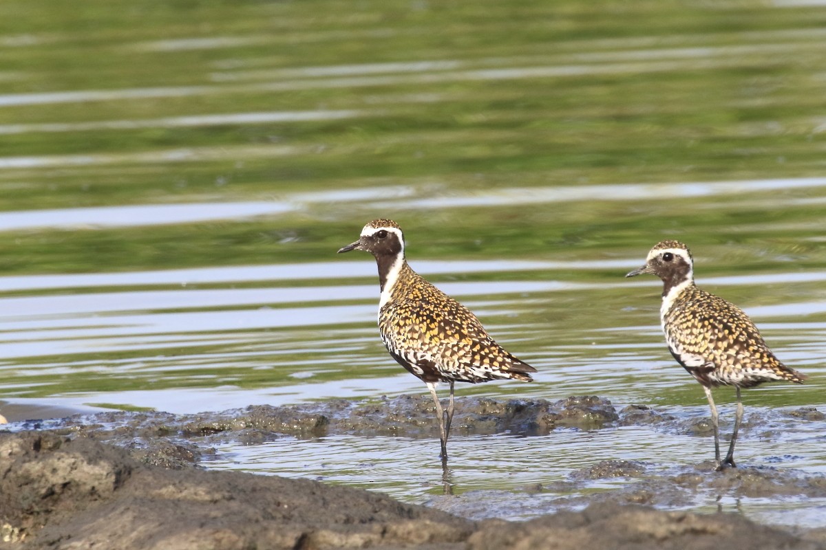 Chorlito Dorado Siberiano - ML618425529