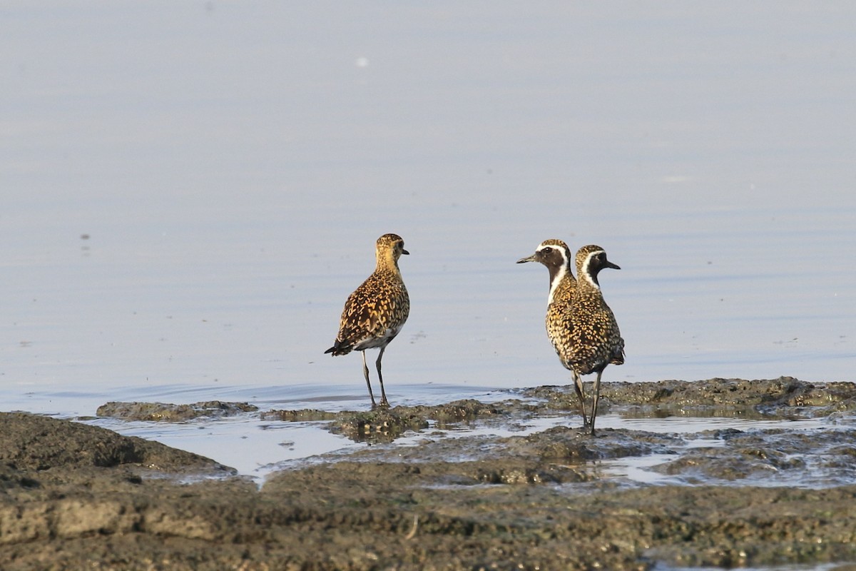 Pacific Golden-Plover - ML618425530