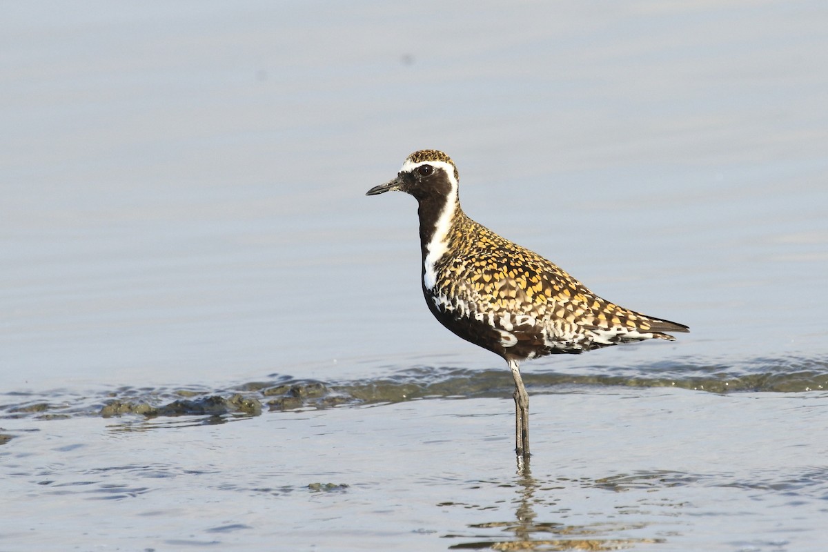 Chorlito Dorado Siberiano - ML618425532