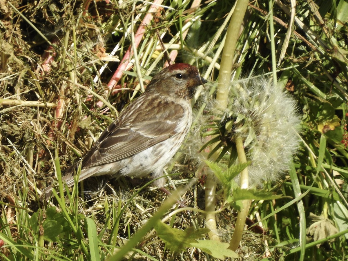 Common Redpoll - David Cristóbal Huertas