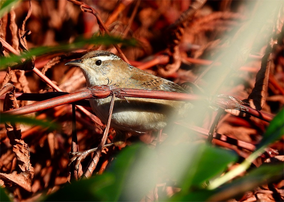 Marsh Wren - ML618425539