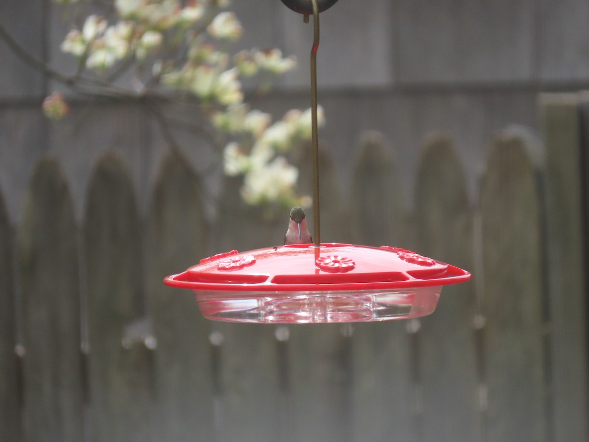 Рубиновогорлый колибри - ML618425550